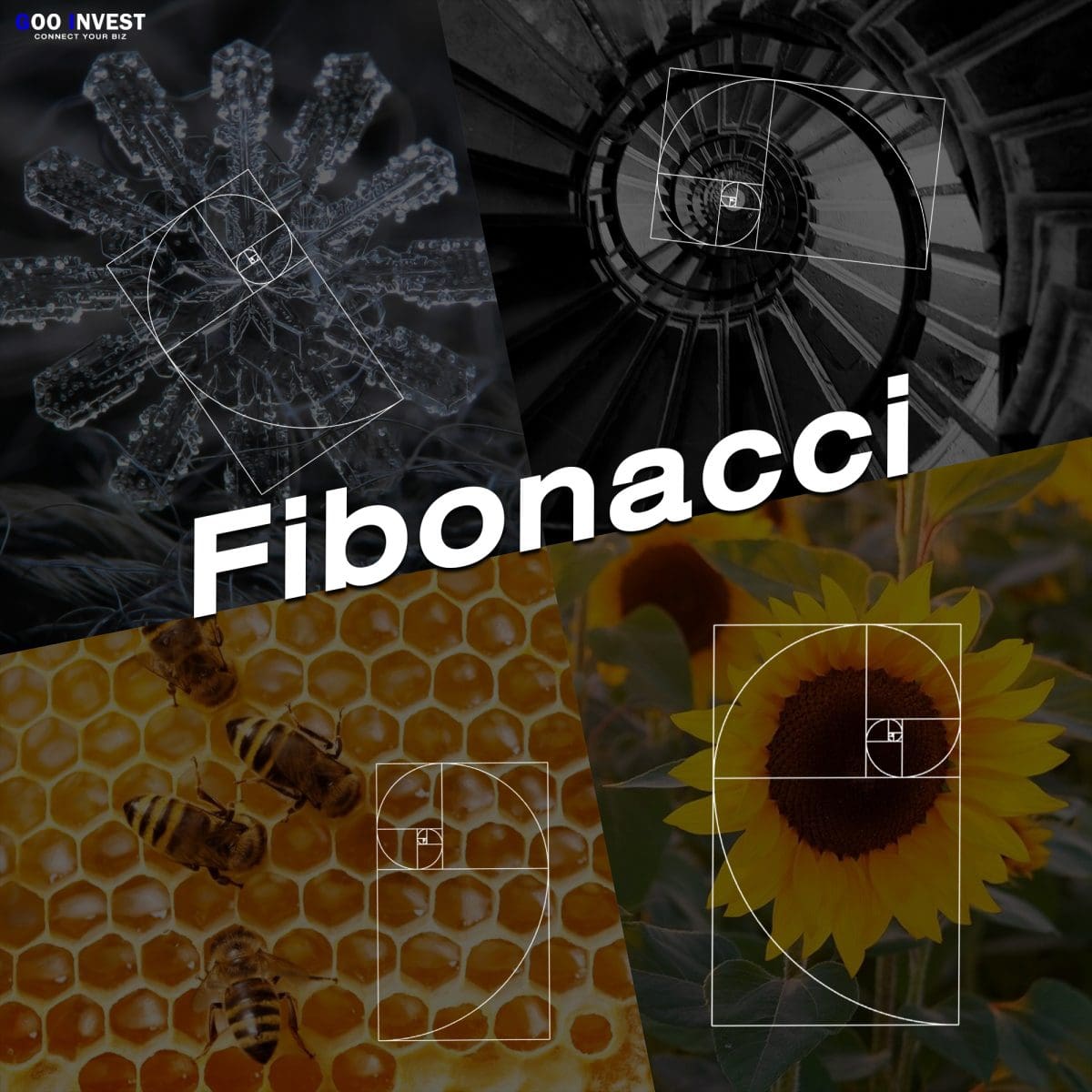fibonacci Retracement Goo Invest Trade
